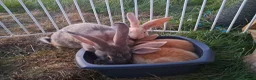 Continental Giant rabbits for sale: Continental giant rabbits  - Advert 14