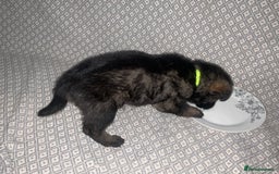 German Shepherd dogs for sale: Czech German Shepherd KC Registered puppies - Image 7