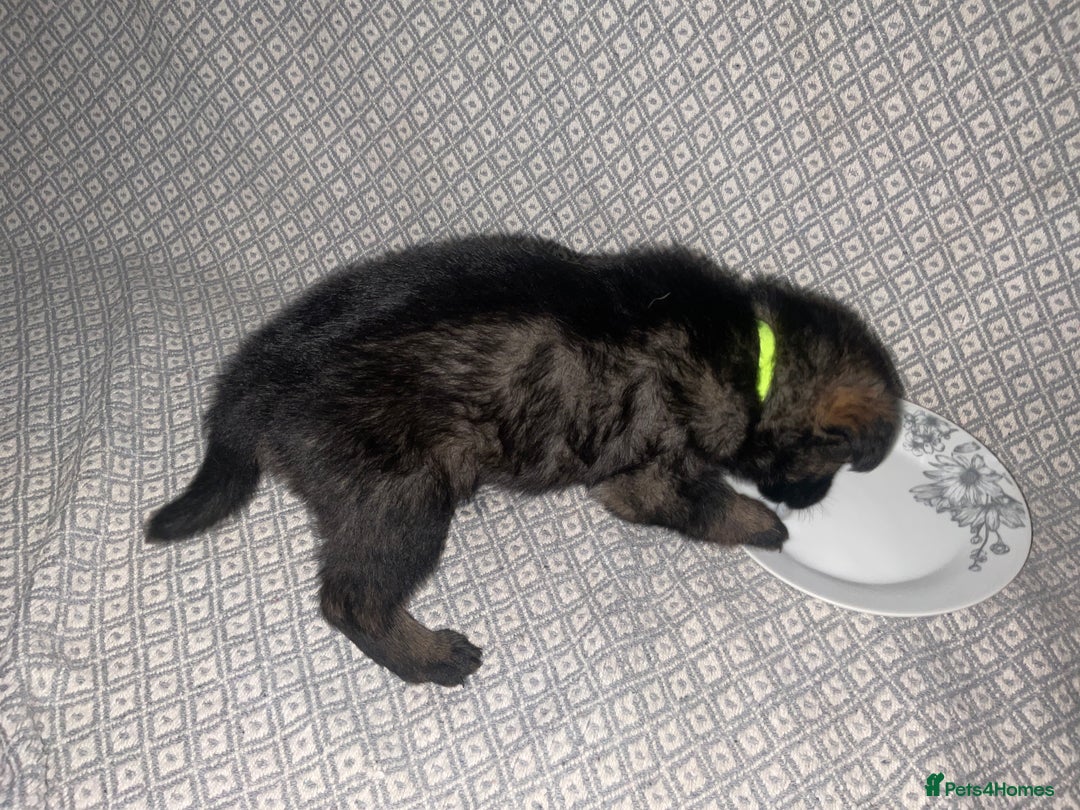 German Shepherd dogs for sale: Czech German Shepherd KC Registered puppies - Image 7