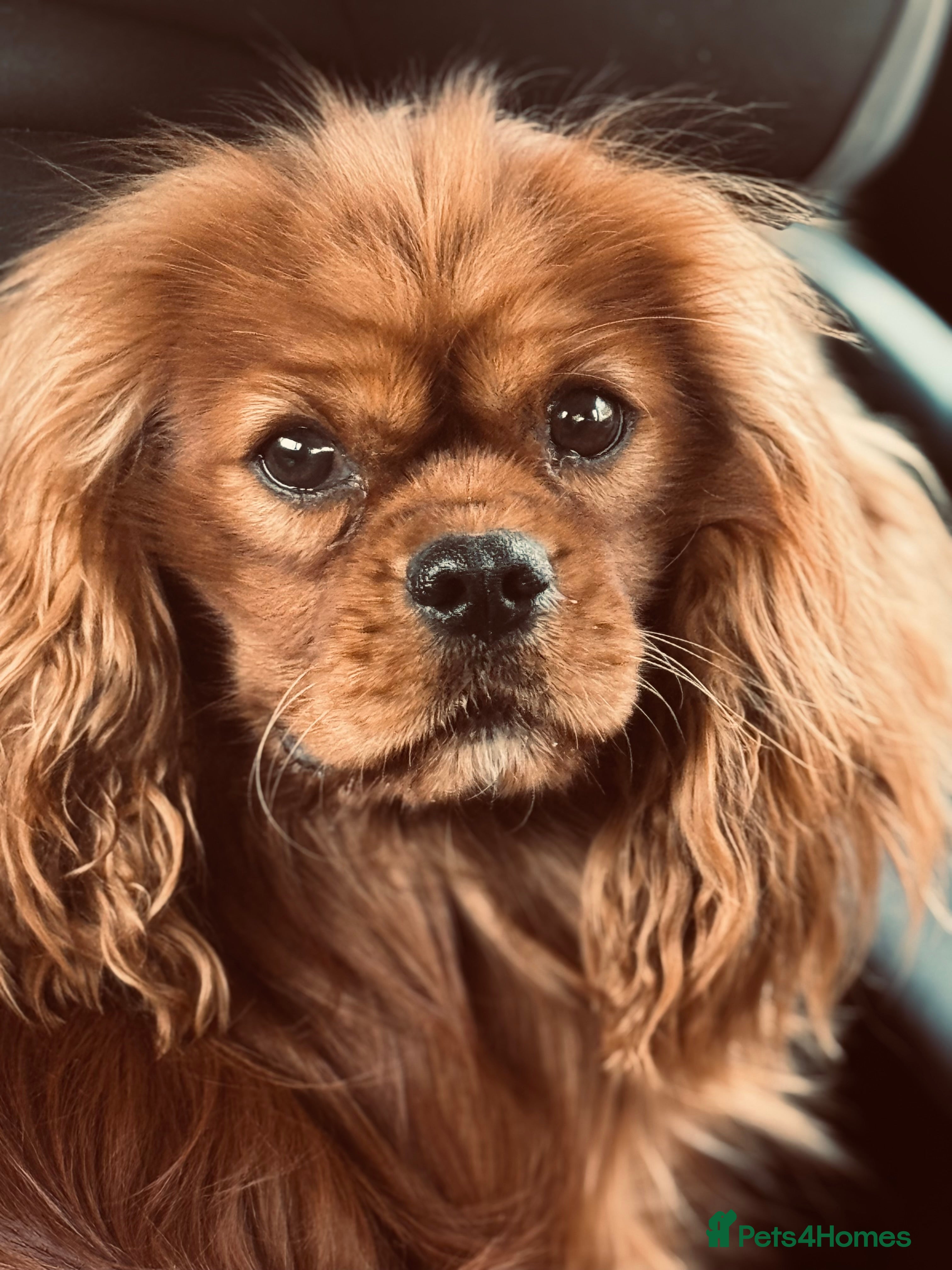 Cavalier King Charles Spaniel dogs Solid Ruby health tested cavalier King Charles  in Stoke-on-Trent - Advert 16