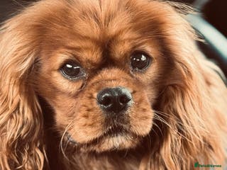 Cavalier King Charles Spaniel dogs Solid Ruby health tested cavalier King Charles in Stoke-on-Trent - Advert 4