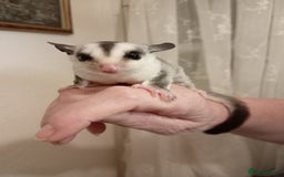 Sugar Glider rodents for sale: Male sugar glider (7 weeks old)  - Image 2
