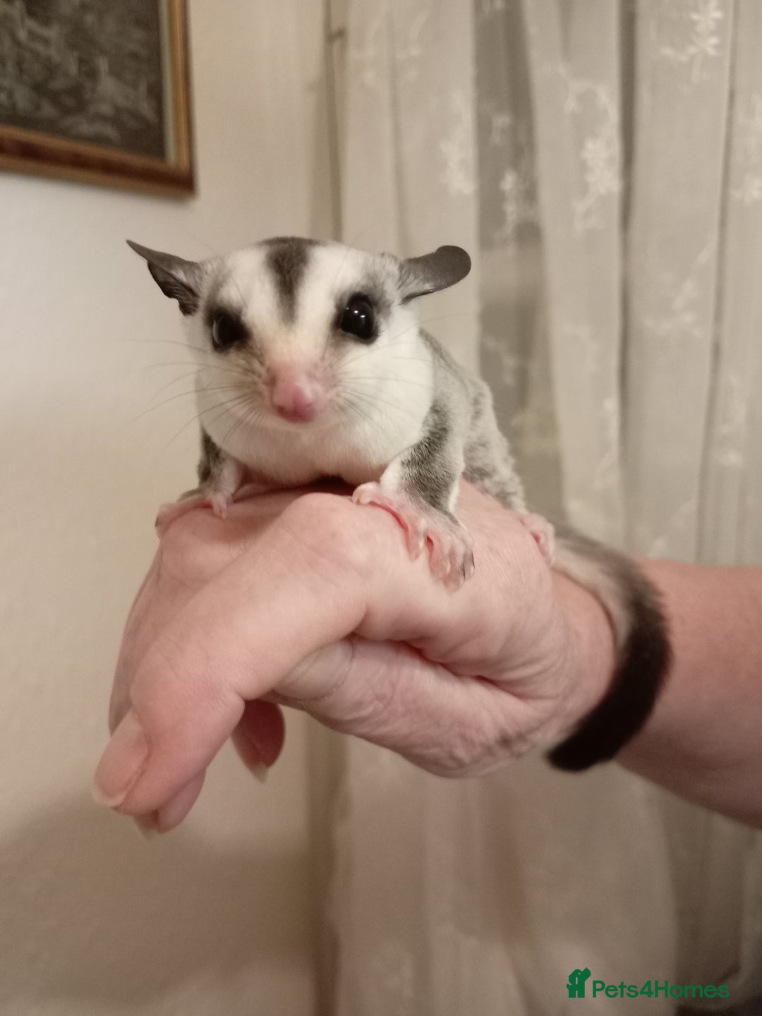 Sugar Glider rodents for sale: Male sugar glider (7 weeks old)  - Image 2