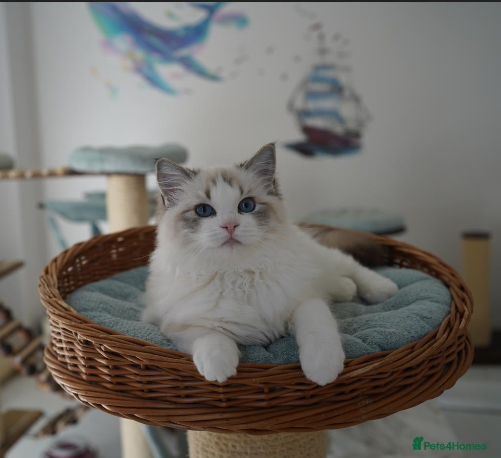 Ragdoll cats TICA registered seal lynx bicolor boy ready to go - Advert 2