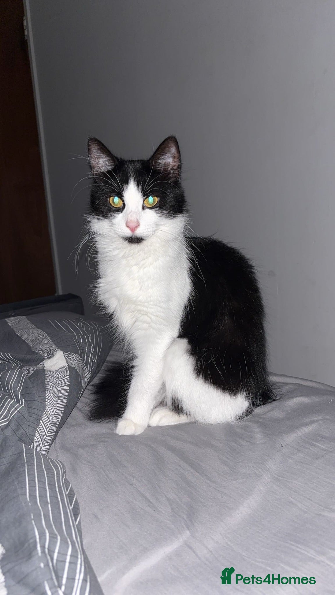 Mixed Breed cats Cat for Sale - Advert 1