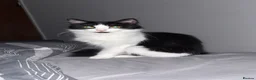 Mixed Breed cats for sale: Cat for Sale - Advert 1