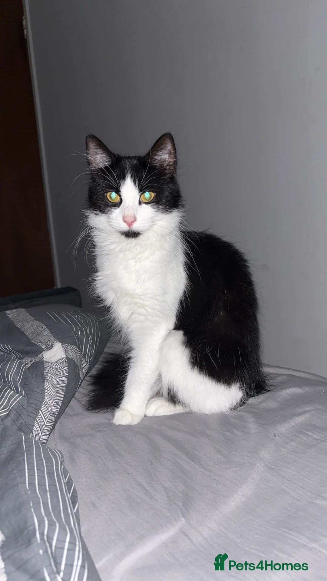 Mixed Breed cats for sale: Cat for Sale - Advert 1