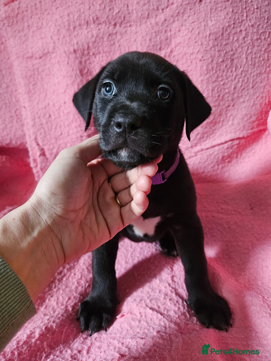 Mixed Breed dogs for sale: KC registered Rottweiler across  - Advert 2