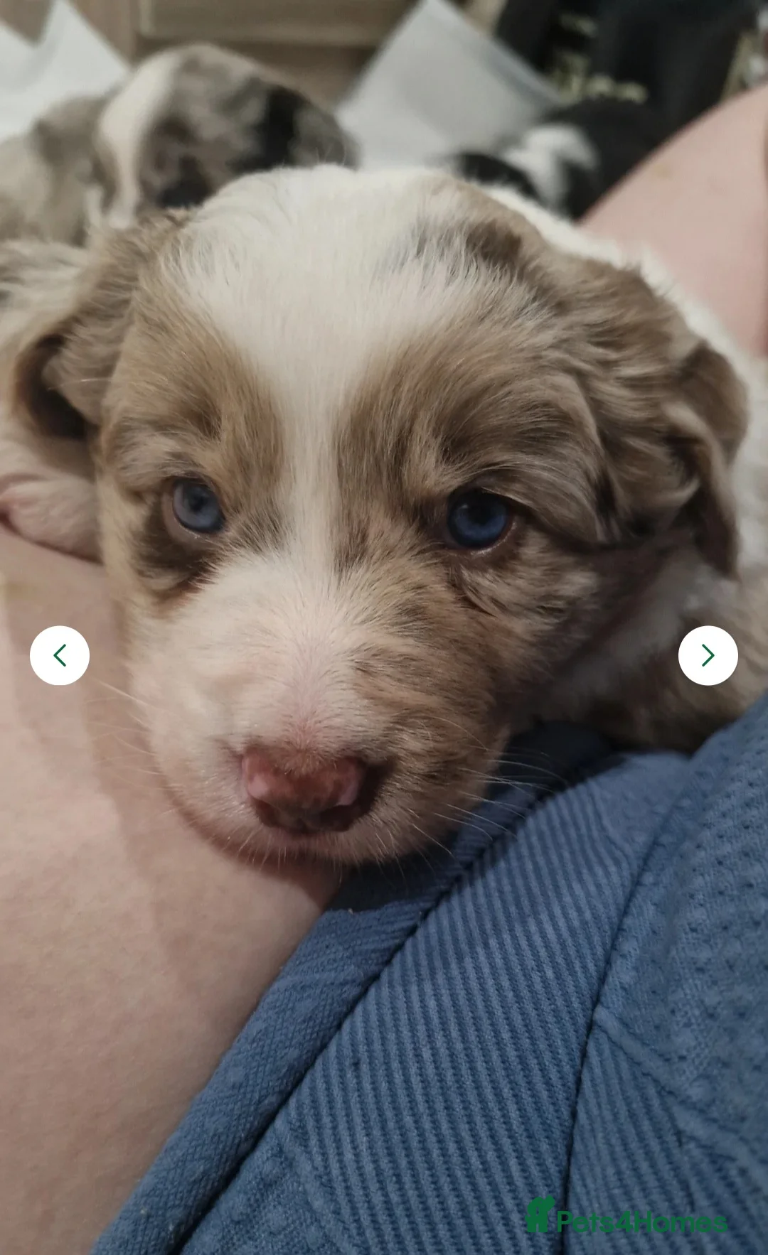 Border Collie dogs for stud: *proven* health tested working merle border collie in Leeds - Advert 35