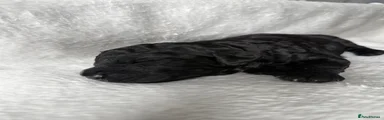 Cockapoo 6