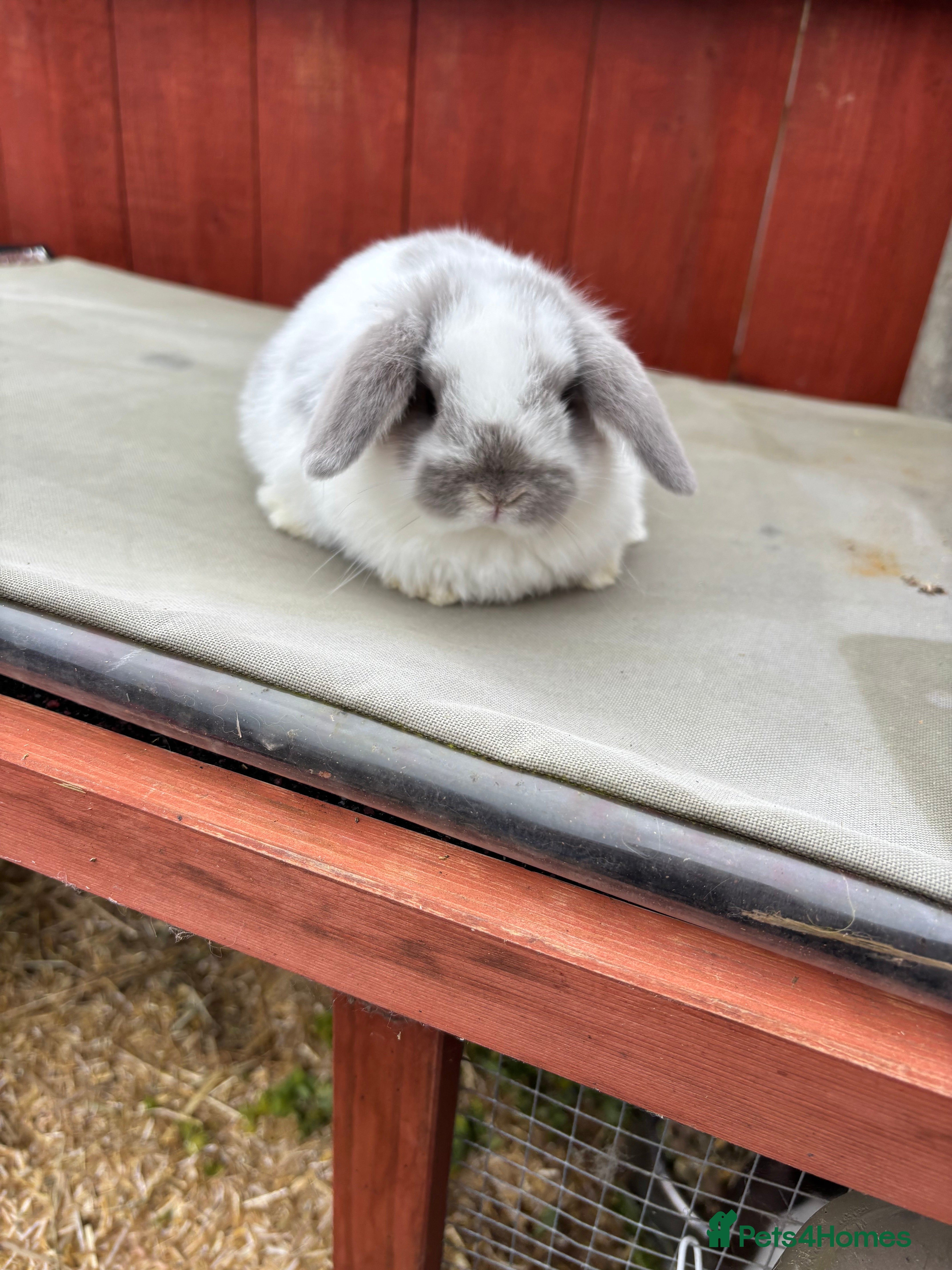 Mini Lop rabbits Two stunning babie mini lops - Advert 1