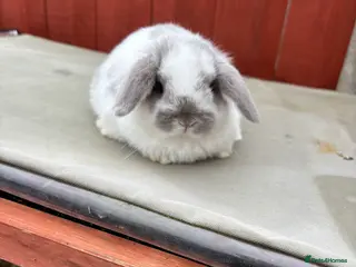 Mini Lop rabbits Two stunning babie mini lops - Advert 16