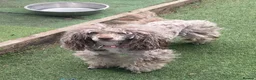 Miniature Poodle dogs for sale: 5 Gorgeous Minature poodle puppies - Advert 5
