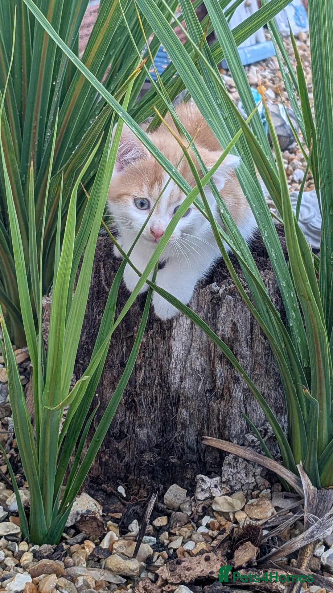 Mixed Breed cats for sale: Beautiful fluffy kittens dads part maincoon  - Image 11