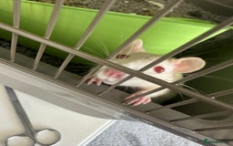 Rat rodents for sale: Albino Rat - Advert 1