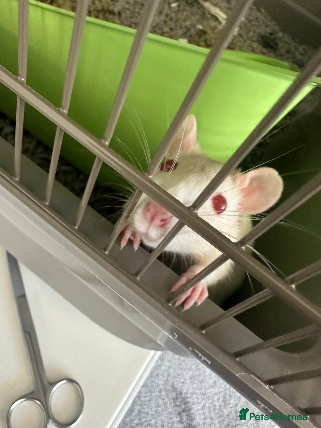 Rat rodents for sale: Albino Rat - Advert 1