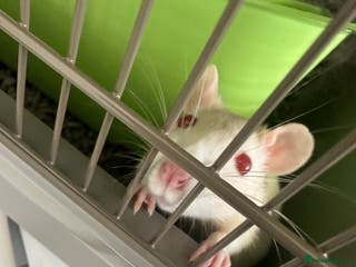 Rat rodents Albino Rat - Advert 10