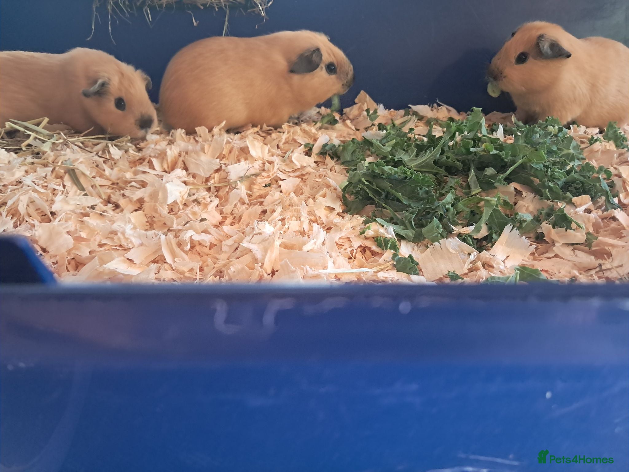 Guinea Pig rodents 3  BABY BUFF COLOURED CALIFORNIAN BROTHERS  - Advert 22