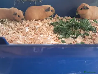 Guinea Pig rodents 3 BABY BUFF COLOURED CALIFORNIAN BROTHERS - Advert 2