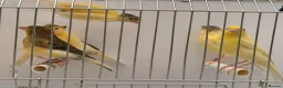 Canaries birds for sale: This year young harlequins canary’s  - Advert 5