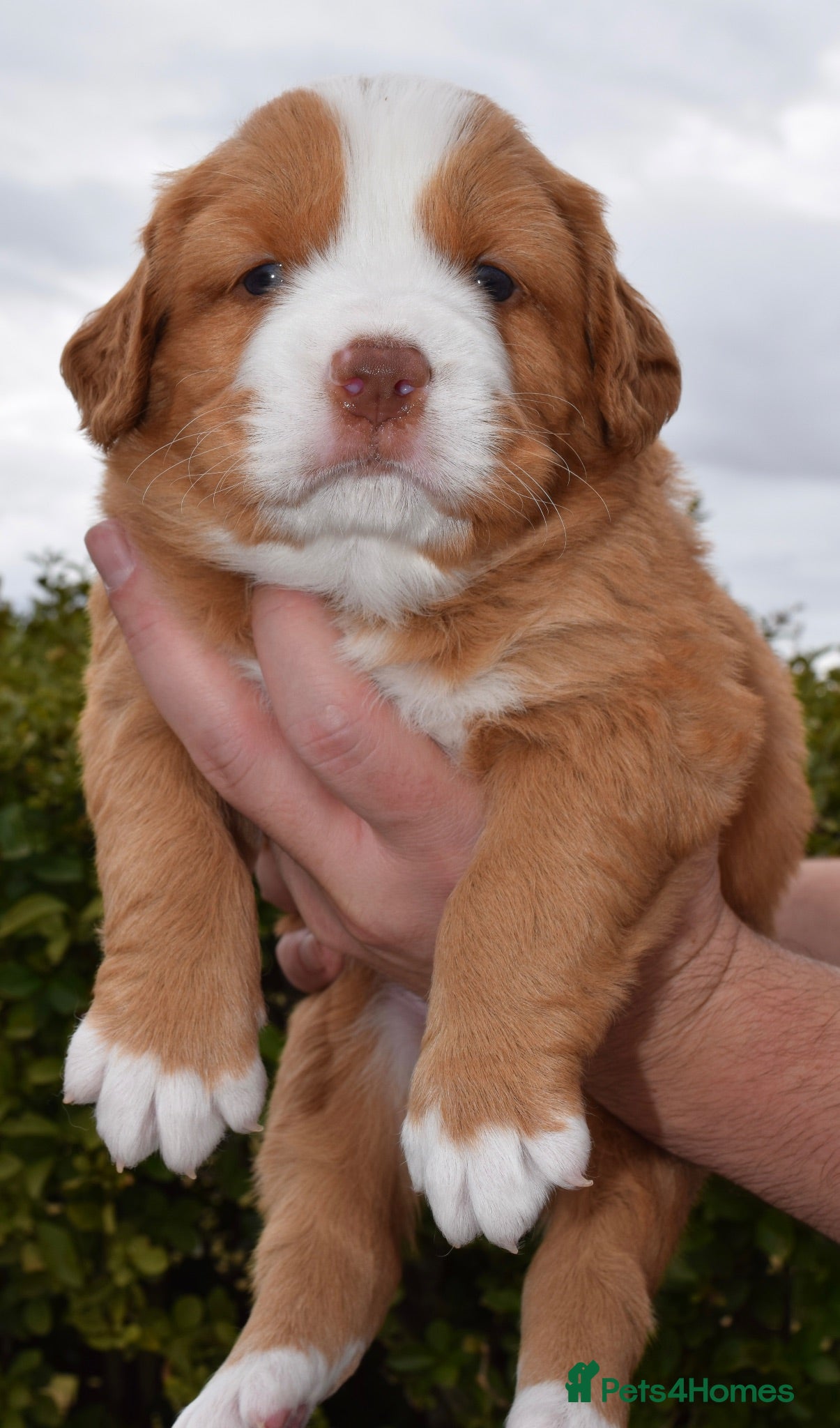Nova Scotia Duck Tolling Retriever dogs Outstanding KC Tollers from champion bloodlines - Advert 2