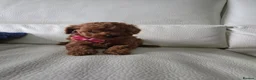 Maltipoo dogs for sale: Teddy bear maltipoo pups - Advert 3