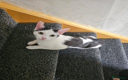 Mixed Breed cats for sale: Kit Kat - Image 1