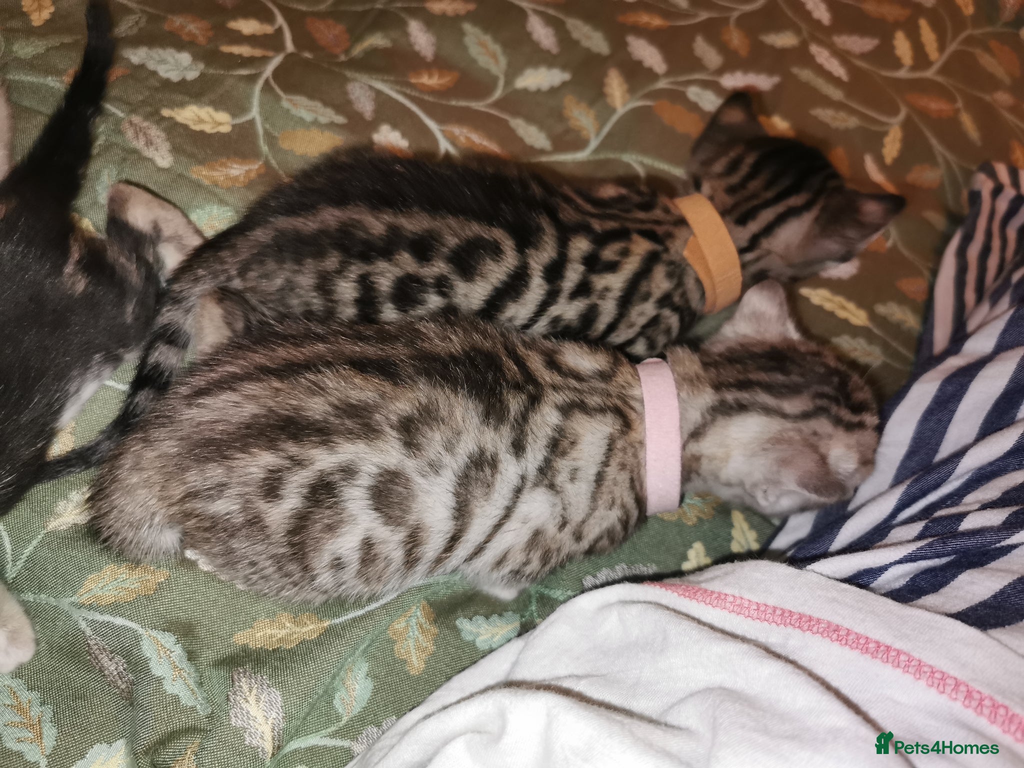 Bengal cats Beautiful Bengal Kittens - Advert 2