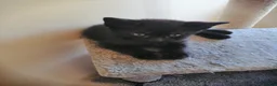 Mixed Breed cats for sale: Kittens  - Advert 7