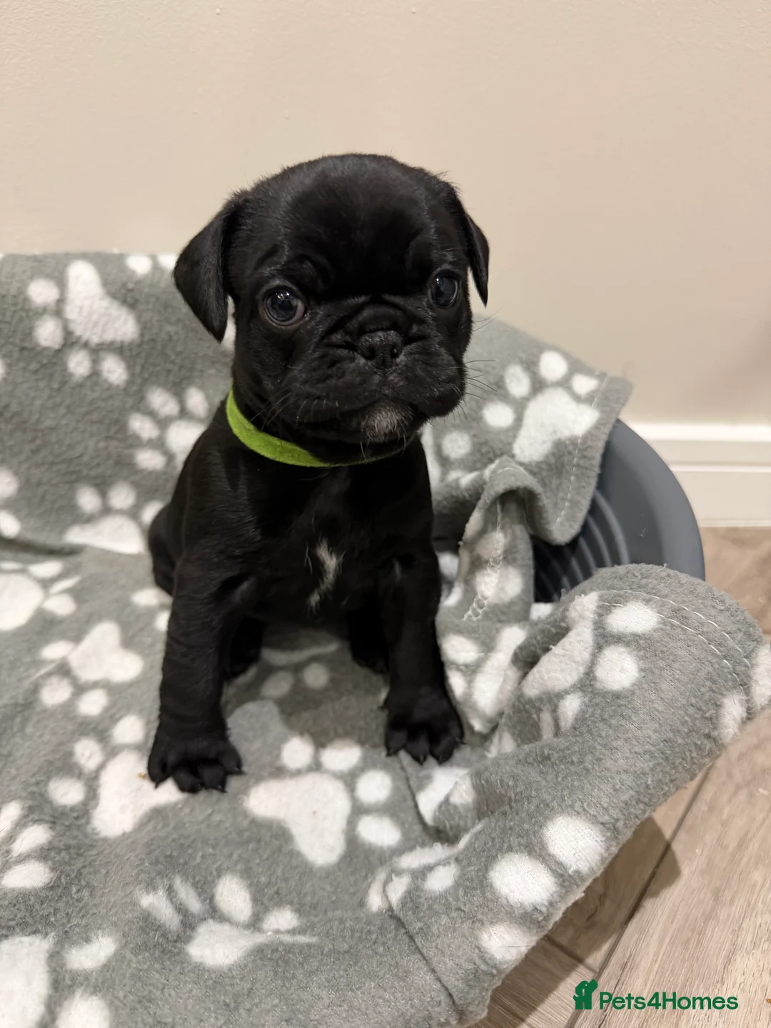 Frug dogs for sale: Beautiful Frug Puppies - Advert 9