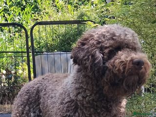 Lagotto Romagnolo dogs Kc reg proven dna tested lagotto for stud £700 in Belper - Advert 1