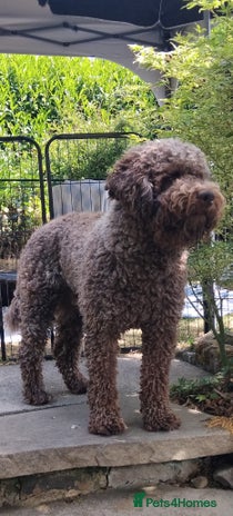 Lagotto Romagnolo dogs in Belper - Advert 1