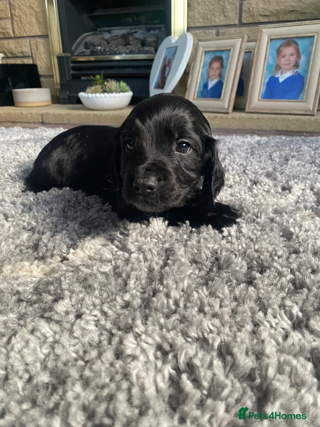 Cocker Spaniel dogs for sale: Cocker spaniel puppies  - Advert 5