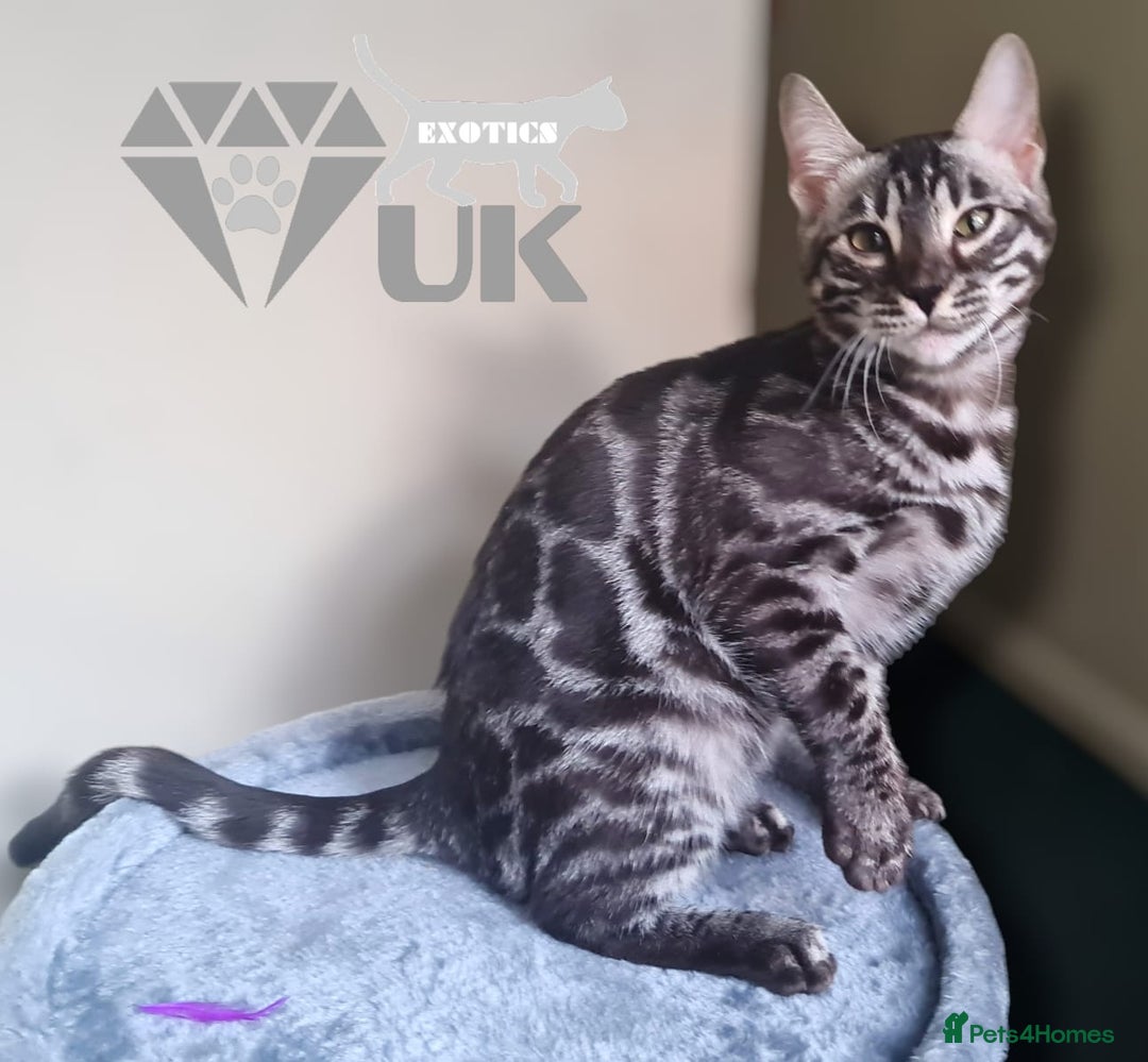 Bengal cats for sale: Intensively socialised bengal kittens - lap cats! in Scunthorpe - Image 11