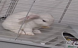 English Lop rabbits for sale: Female white english lop - Image 6