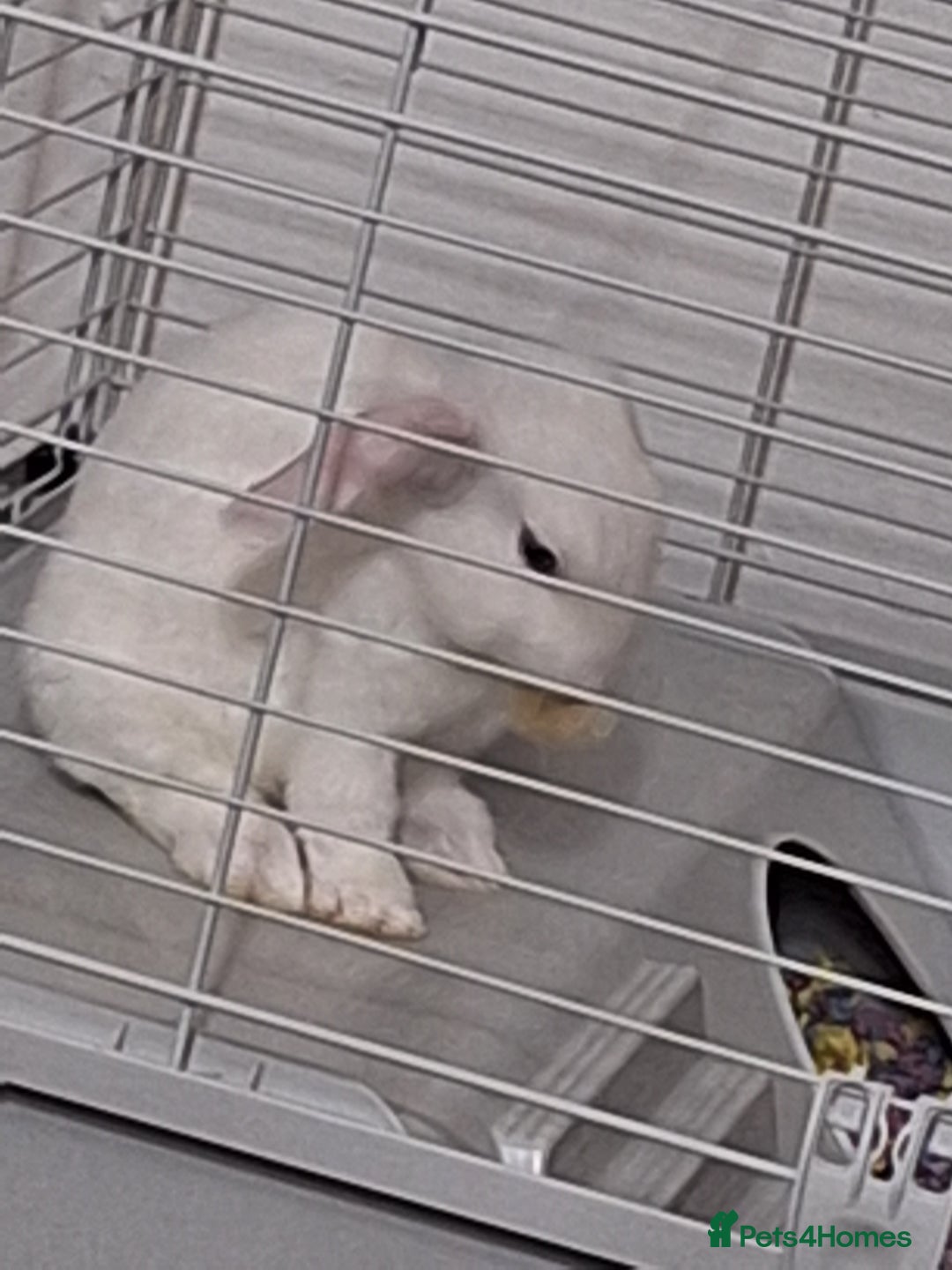 English Lop rabbits for sale: Female white english lop - Image 6