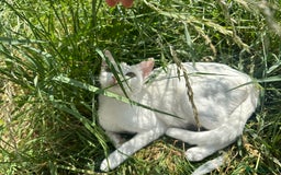 British Longhair cats for sale: 5 kittens available  - Image 9