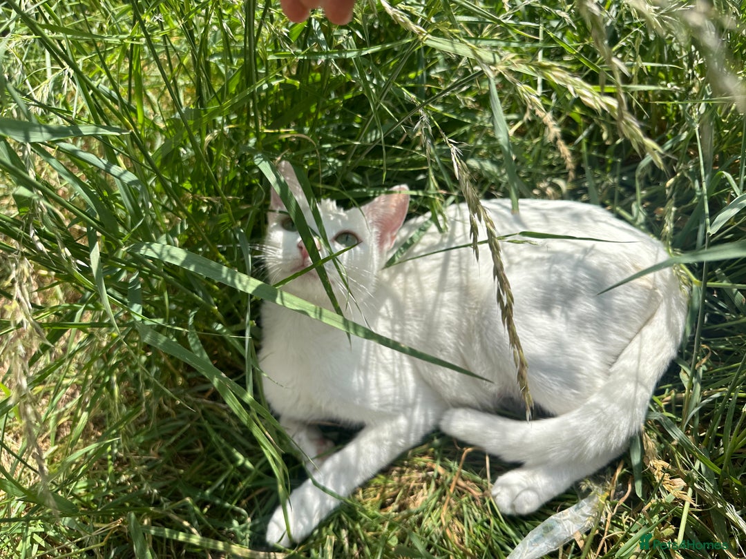 British Longhair cats for sale: 5 kittens available  - Image 9