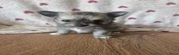 Chihuahua dogs for sale: First jab and health checked Luxury Chihuahua pups - Advert 15