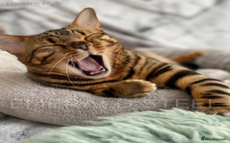 Bengal cats for sale: ⭐️TICA Triple Grand Champion⭐️ - Image 9