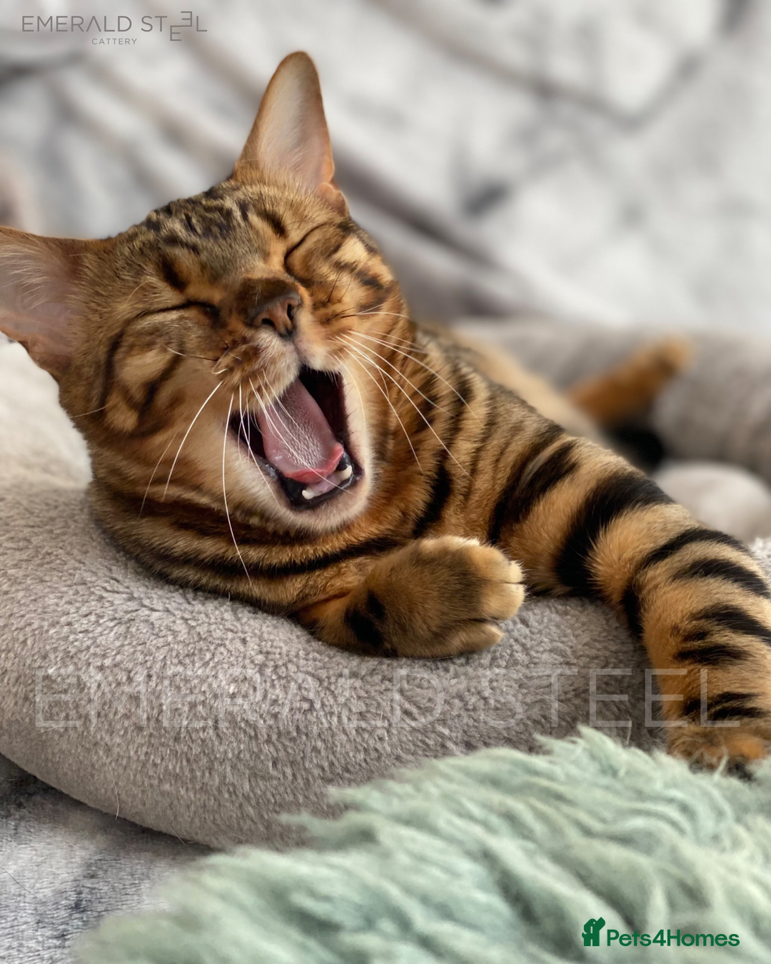 Bengal cats for sale: ⭐️TICA Triple Grand Champion⭐️ - Image 9