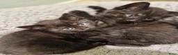 Mixed Breed cats for sale: Kittens - Advert 13