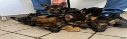 German Shepherd dogs for sale: German shepherd puppies  - Advert 2