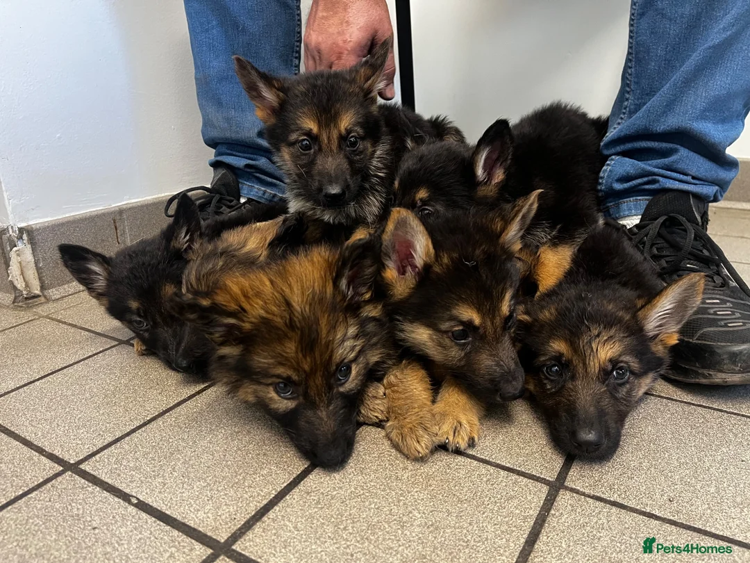 German Shepherd dogs for sale: German shepherd puppies  - Advert 2