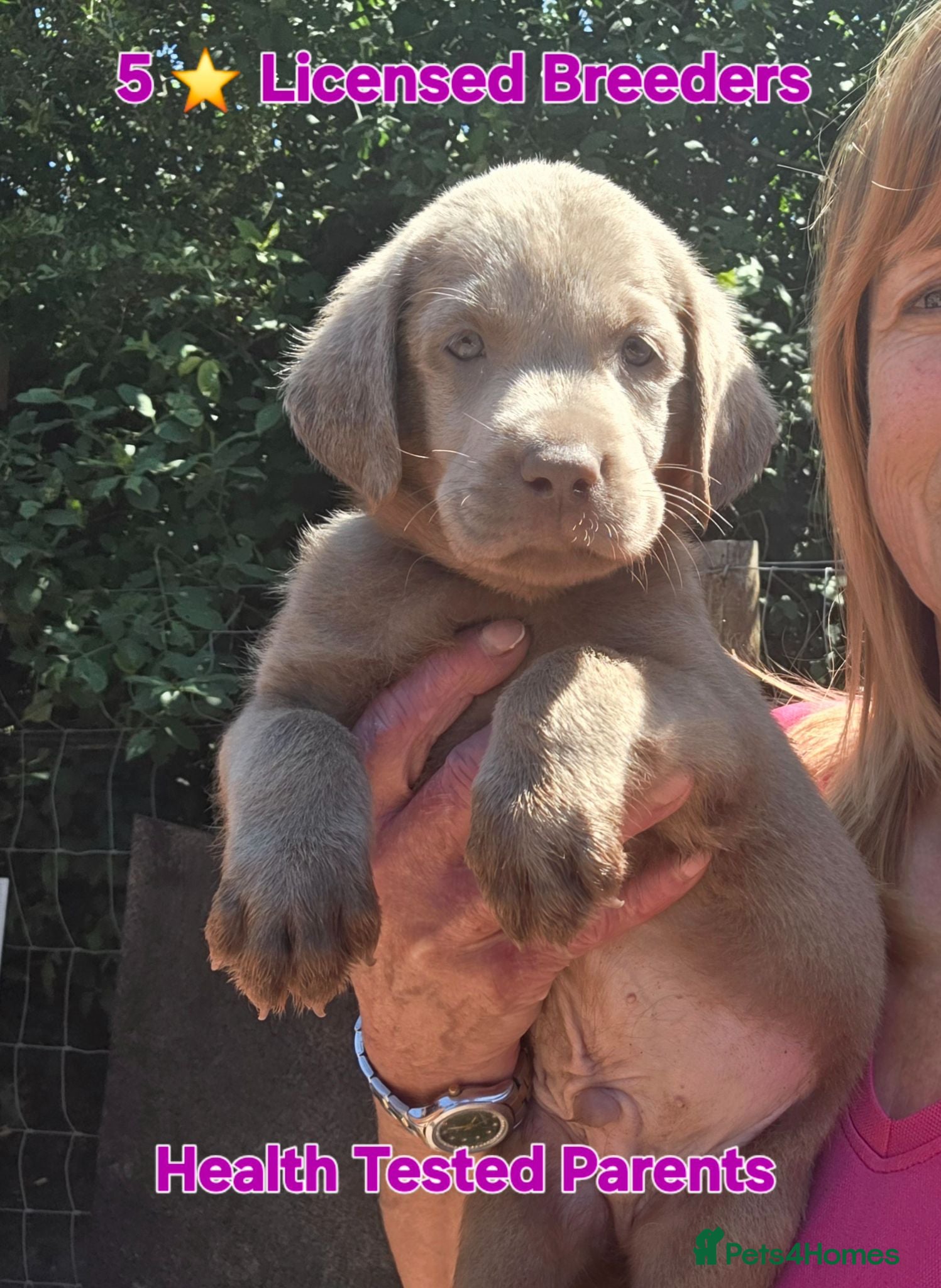Labrador Retriever dogs Beautiful KC Silver Labradors  - Advert 1