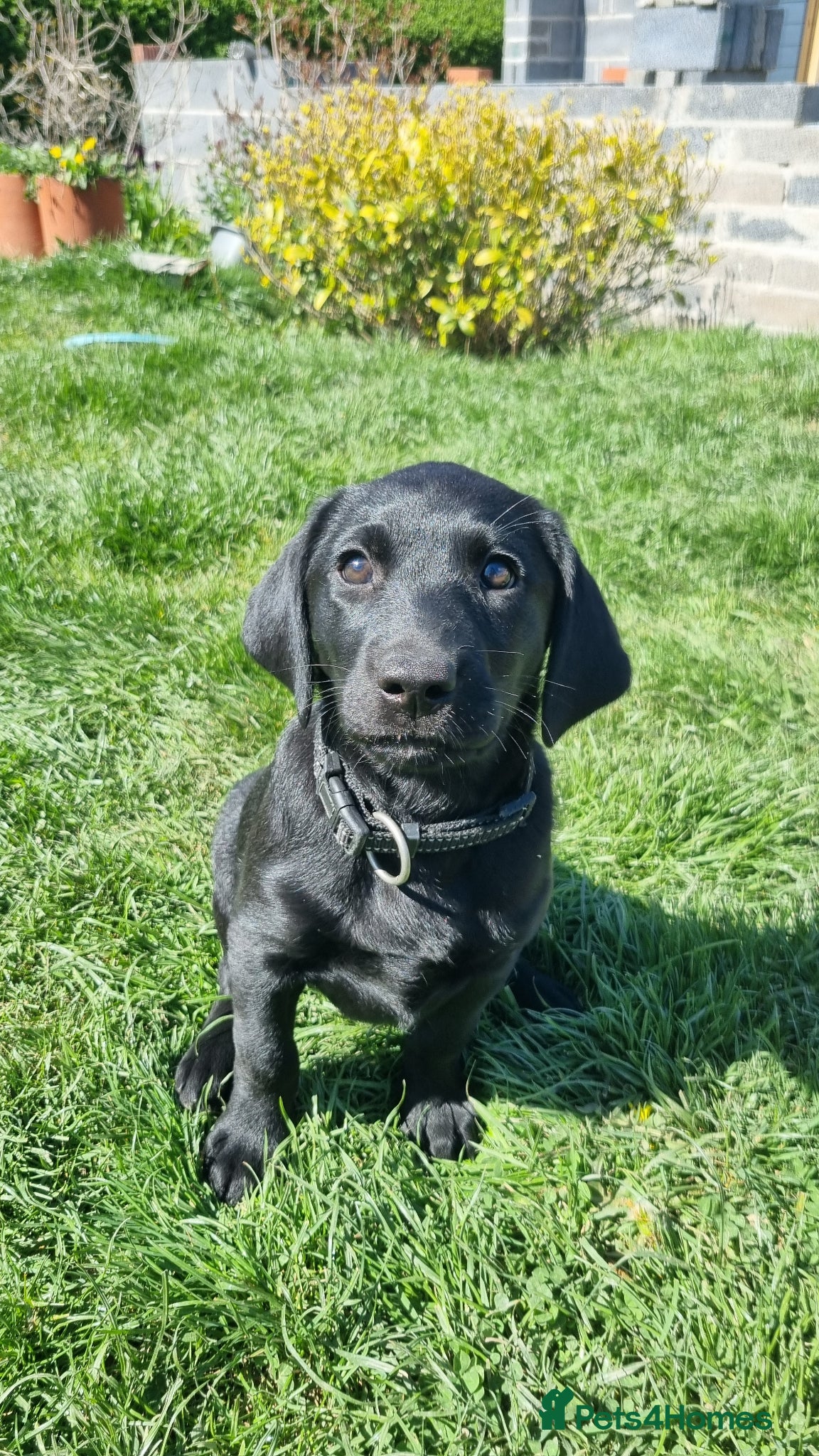 Labrador Retriever dogs Trained Labrador Puppies – Calm, KC Reg UK - Advert 2