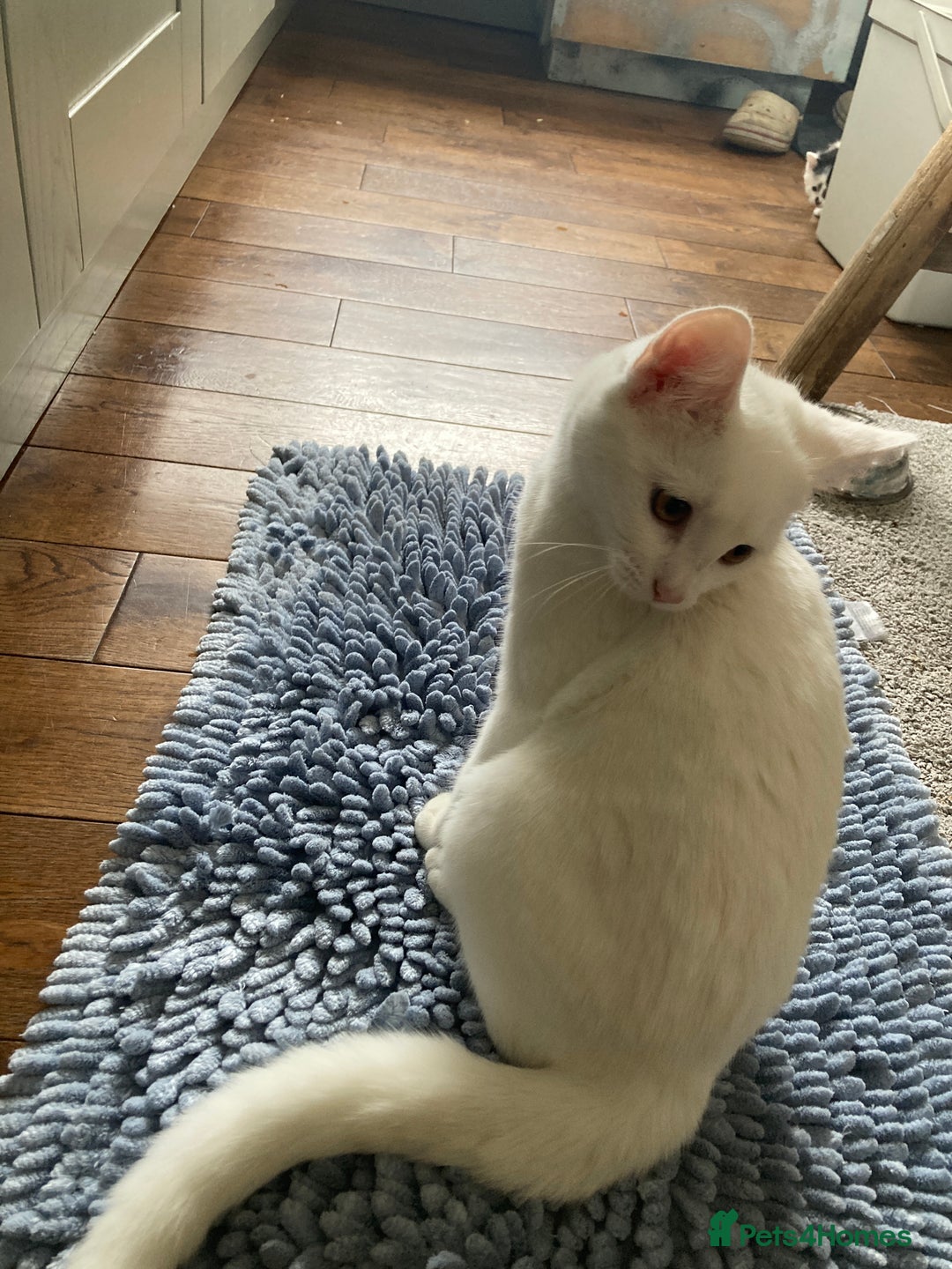 Turkish Van cats for sale: Gorgeous Turkish Van kitten - Advert 36