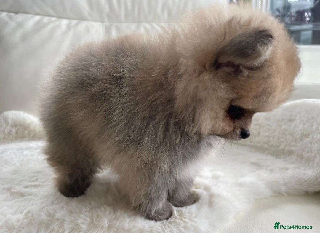 Pomeranian dogs for sale: READY NOW OUTSTANDING KC FEMALE AVALIBLE - Image 9