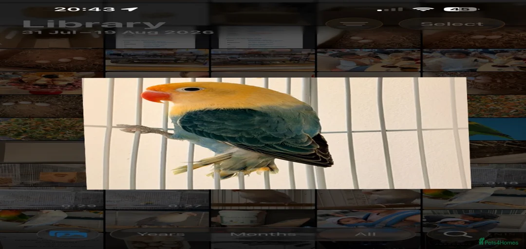 Gallery Image {{count}}