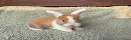 Mini Lop rabbits for sale: Gorgeous mini lop litter  - Advert 10